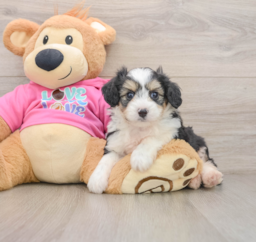 6 week old Aussiechon Puppy For Sale - Pilesgrove Pups