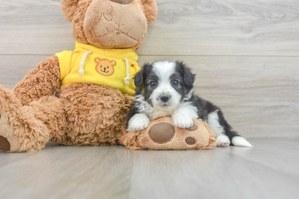 Aussiechon Puppy for Adoption