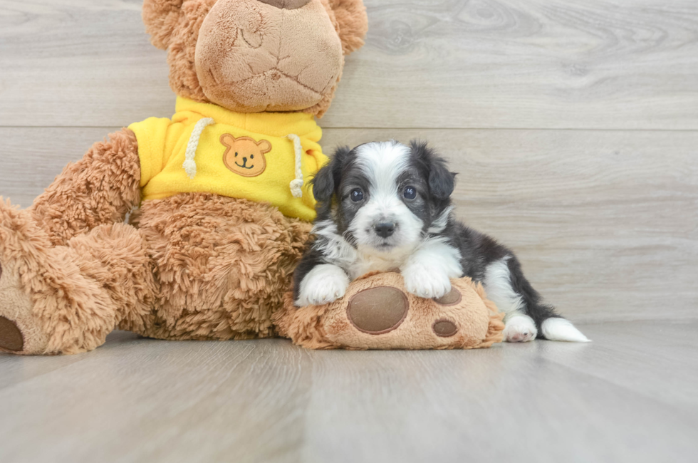 5 week old Aussiechon Puppy For Sale - Pilesgrove Pups