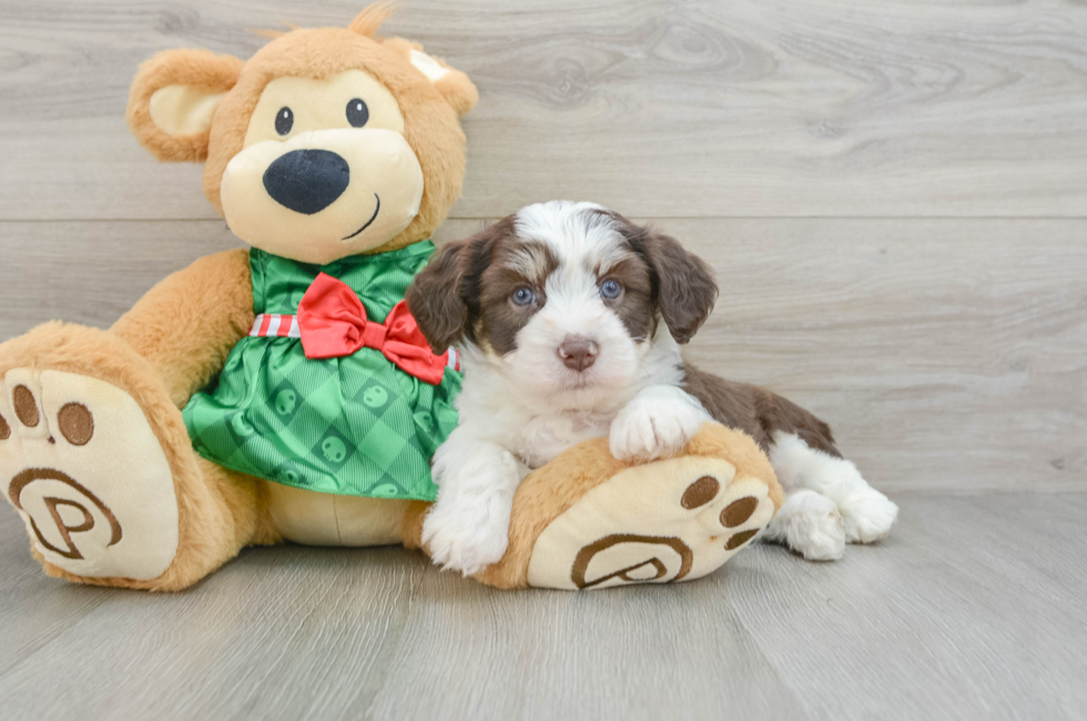 6 week old Aussiechon Puppy For Sale - Pilesgrove Pups