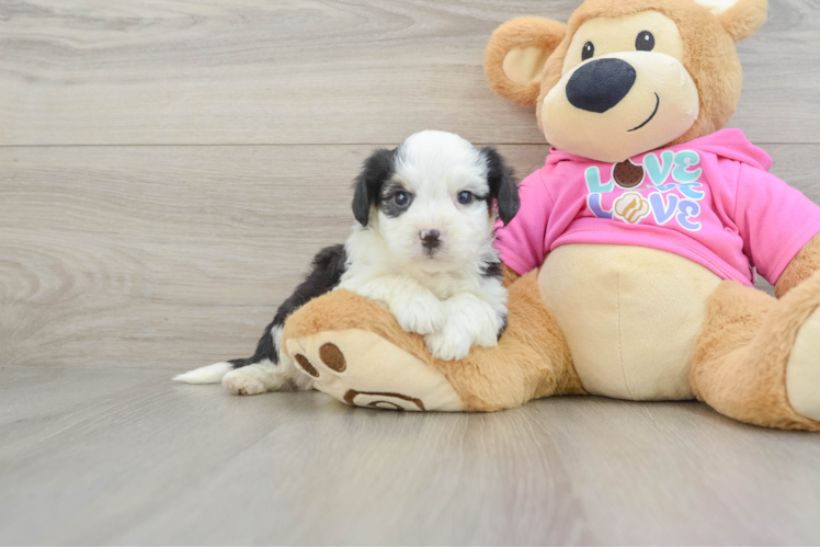 Sweet Aussiechon Baby