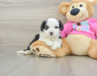 6 week old Aussiechon Puppy For Sale - Pilesgrove Pups