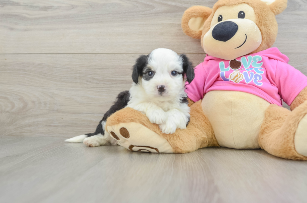 5 week old Aussiechon Puppy For Sale - Pilesgrove Pups
