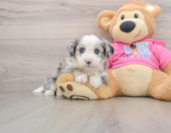 7 week old Aussiechon Puppy For Sale - Pilesgrove Pups