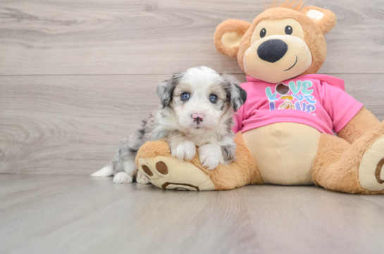 Best Aussiechon Baby