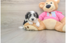 Aussiechon Pup Being Cute