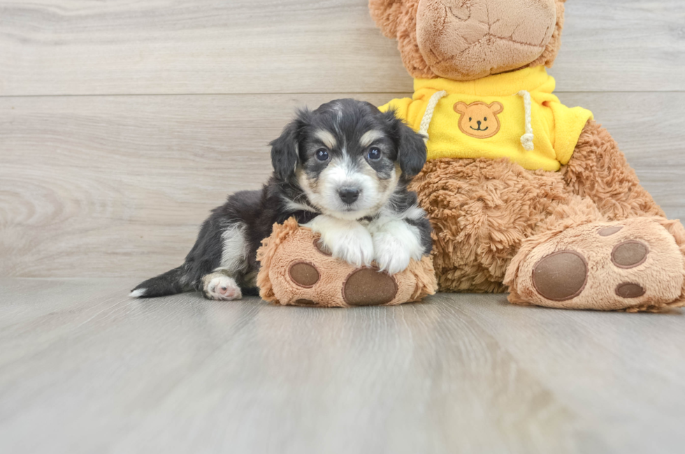 5 week old Aussiechon Puppy For Sale - Pilesgrove Pups