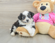 8 week old Aussiechon Puppy For Sale - Pilesgrove Pups