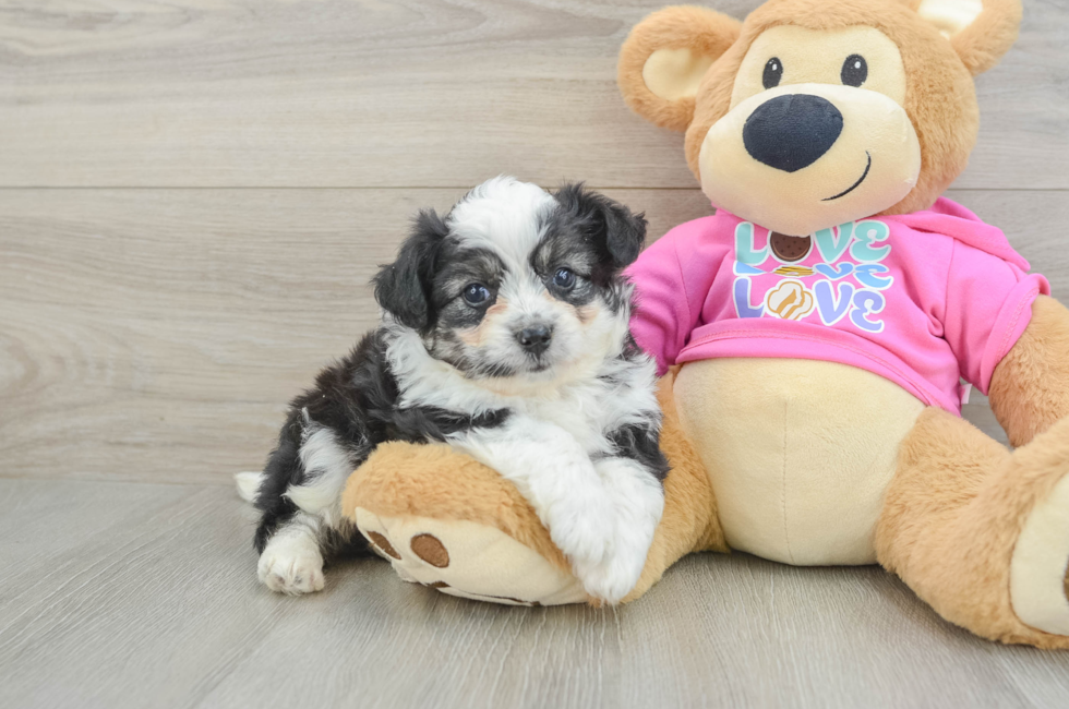 5 week old Aussiechon Puppy For Sale - Pilesgrove Pups