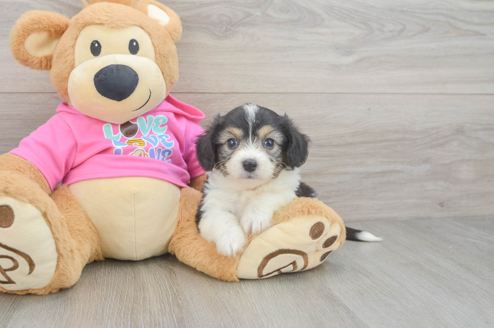 5 week old Aussiechon Puppy For Sale - Pilesgrove Pups