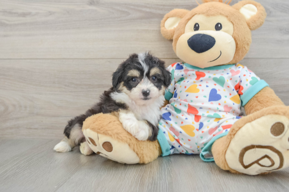 Little Aussie Bichon Designer Puppy
