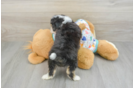 Hypoallergenic Aussie Bichon Designer Puppy