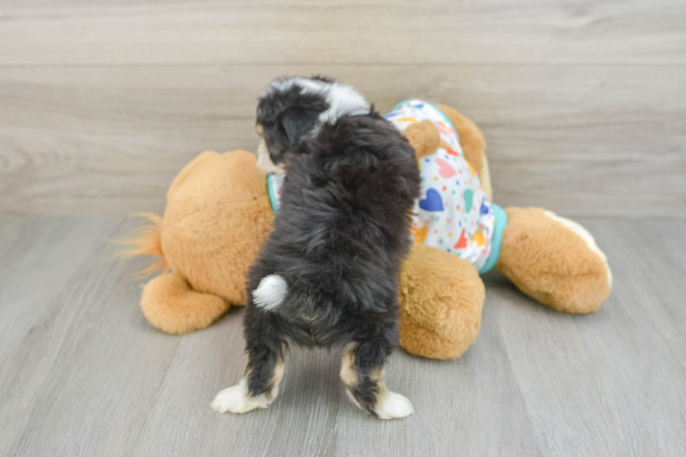 Hypoallergenic Aussie Bichon Designer Puppy