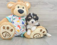 8 week old Aussiechon Puppy For Sale - Pilesgrove Pups