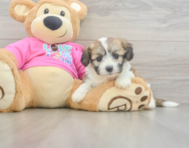 6 week old Aussiechon Puppy For Sale - Pilesgrove Pups