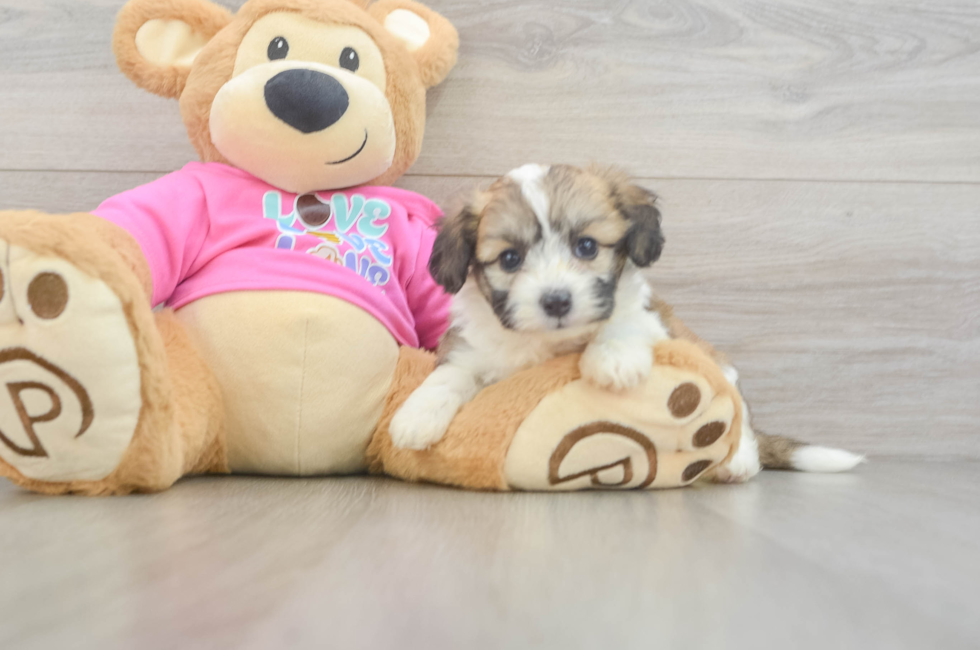 5 week old Aussiechon Puppy For Sale - Pilesgrove Pups