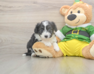 5 week old Aussiechon Puppy For Sale - Pilesgrove Pups