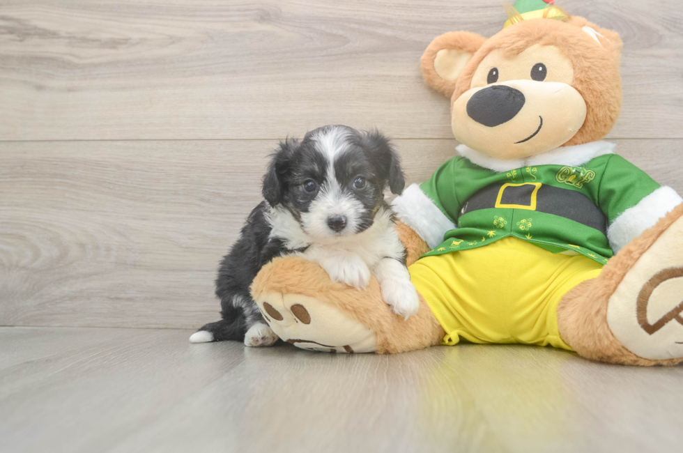 5 week old Aussiechon Puppy For Sale - Pilesgrove Pups