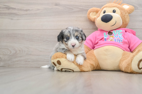 Cute Aussiechon Baby