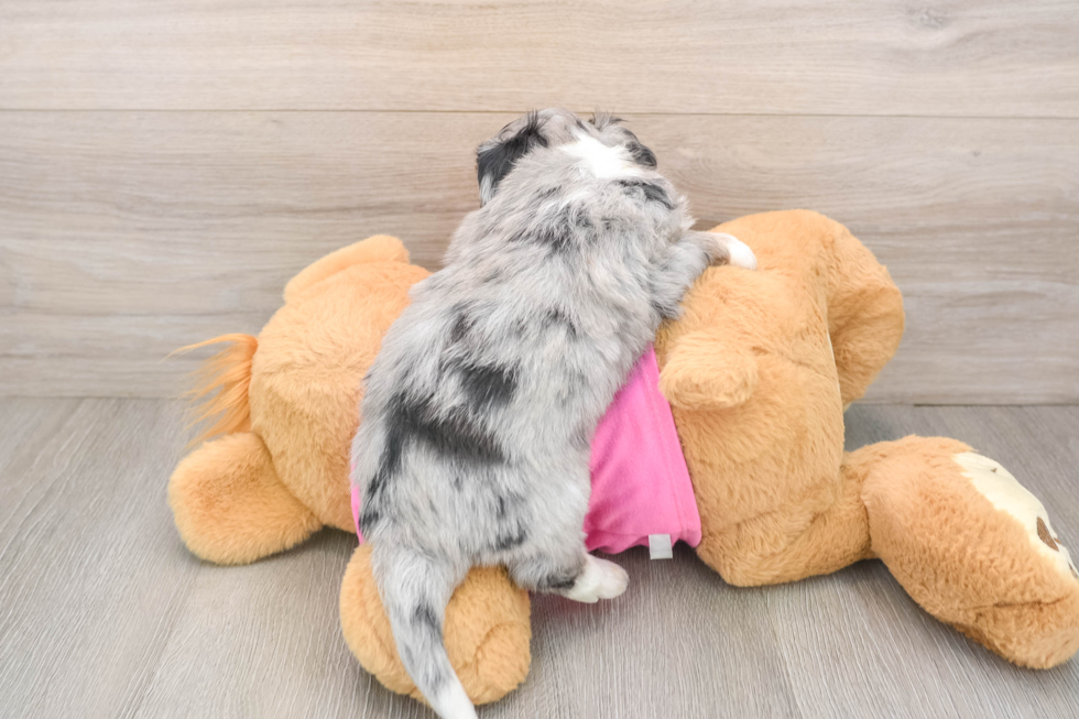 Best Aussiechon Baby