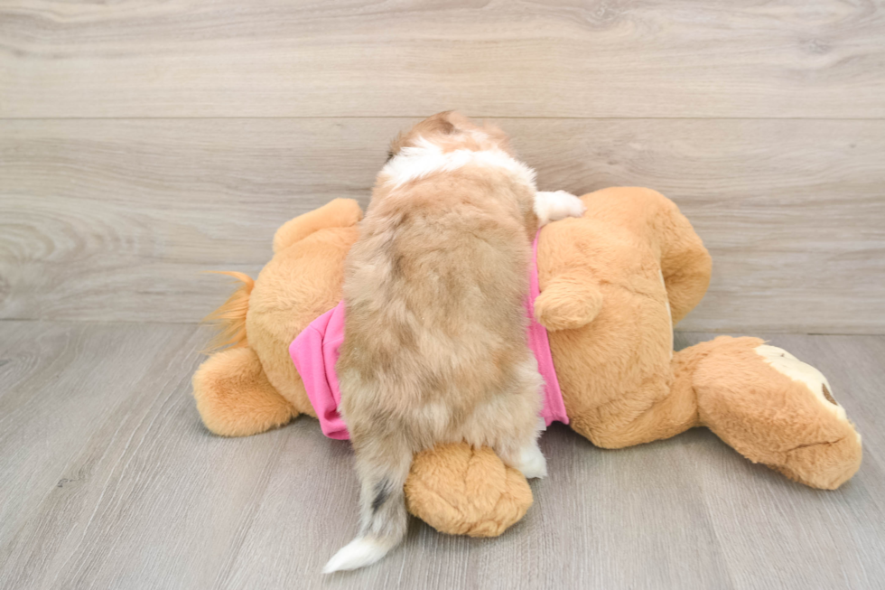 Aussiechon Puppy for Adoption
