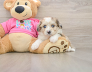 8 week old Aussiechon Puppy For Sale - Pilesgrove Pups