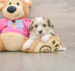 10 week old Aussiechon Puppy For Sale - Pilesgrove Pups