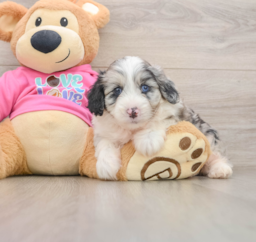 6 week old Aussiechon Puppy For Sale - Pilesgrove Pups
