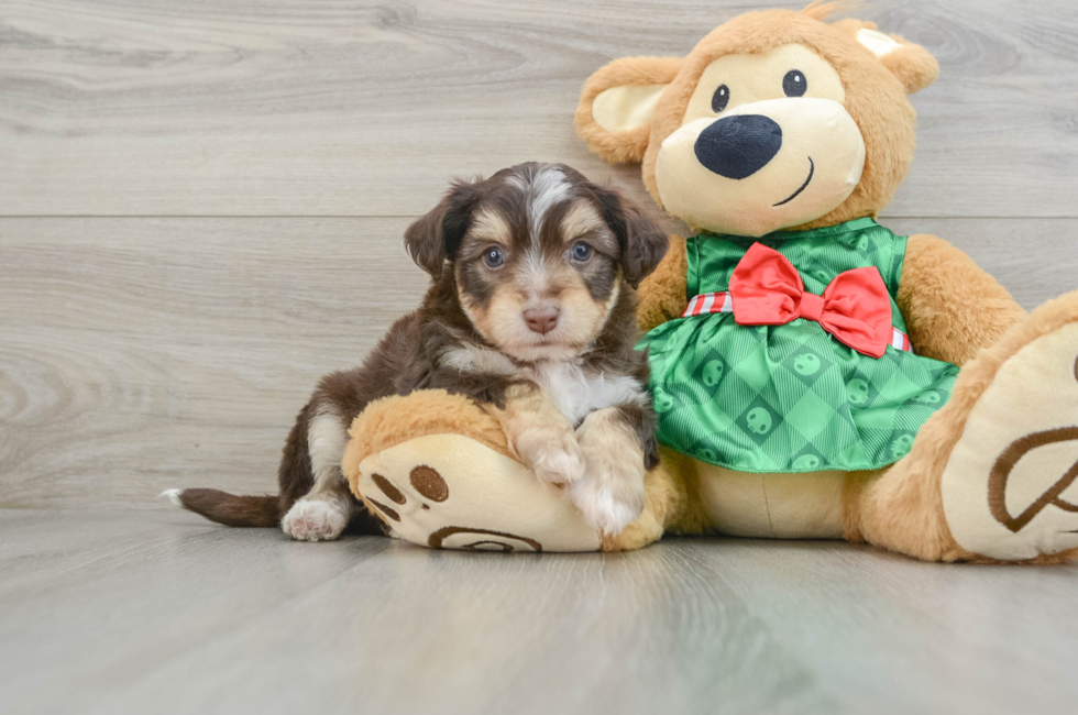 6 week old Aussiechon Puppy For Sale - Pilesgrove Pups