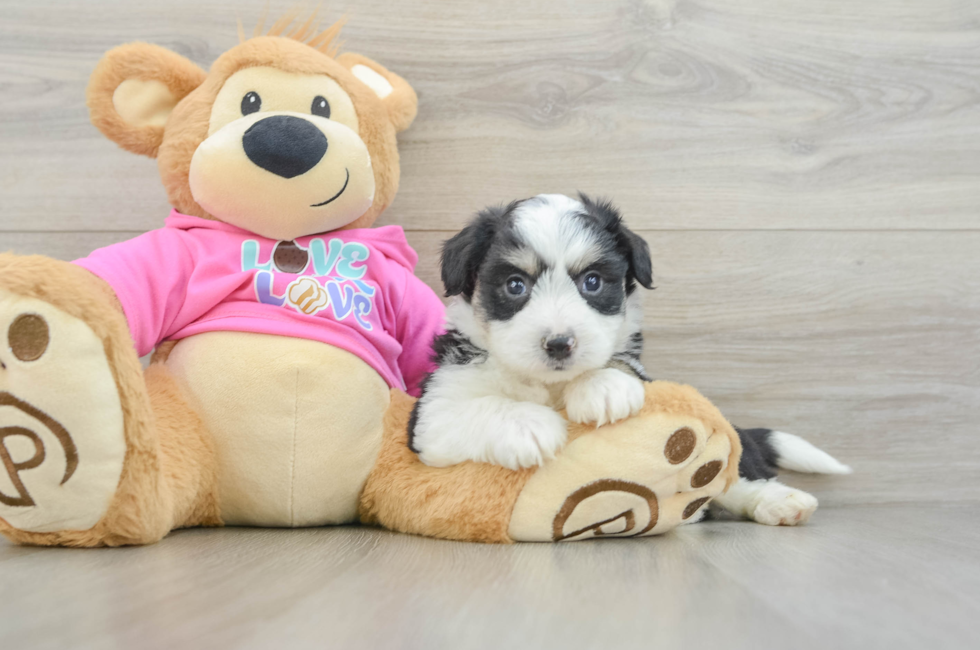 5 week old Aussiechon Puppy For Sale - Pilesgrove Pups