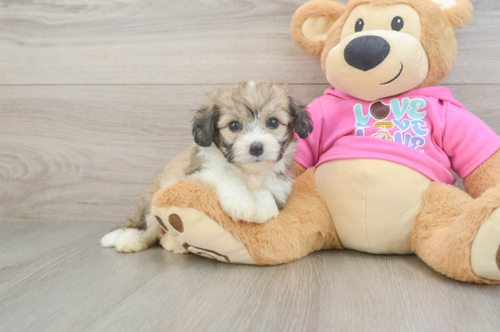 5 week old Aussiechon Puppy For Sale - Pilesgrove Pups