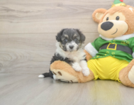 5 week old Aussiechon Puppy For Sale - Pilesgrove Pups