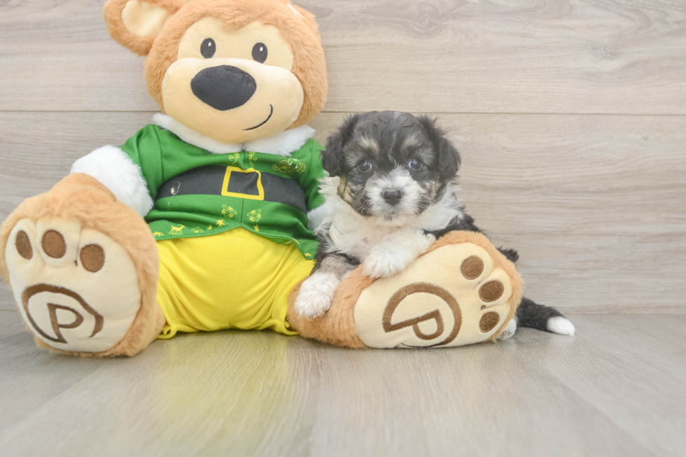 Cute Aussiechon Baby