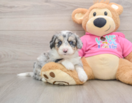 8 week old Aussiechon Puppy For Sale - Pilesgrove Pups