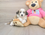 8 week old Aussiechon Puppy For Sale - Pilesgrove Pups
