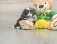 5 week old Aussiechon Puppy For Sale - Pilesgrove Pups