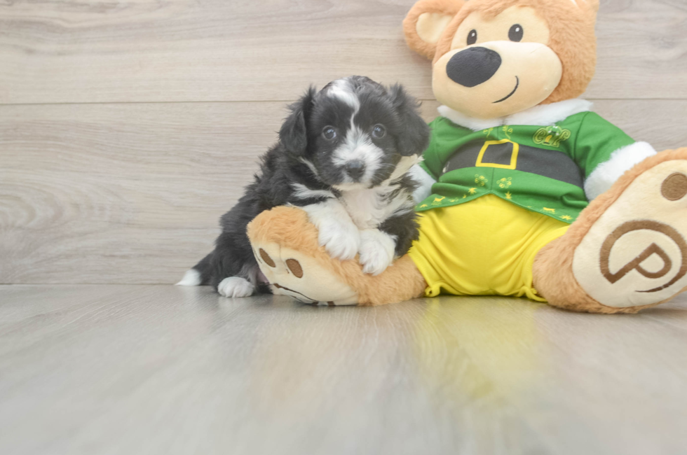 5 week old Aussiechon Puppy For Sale - Pilesgrove Pups