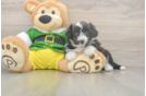 Aussiechon Puppy for Adoption