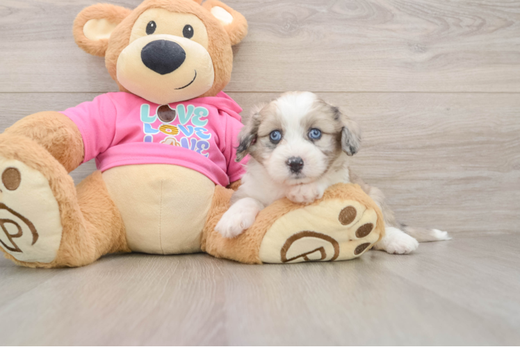 Aussiechon Puppy for Adoption