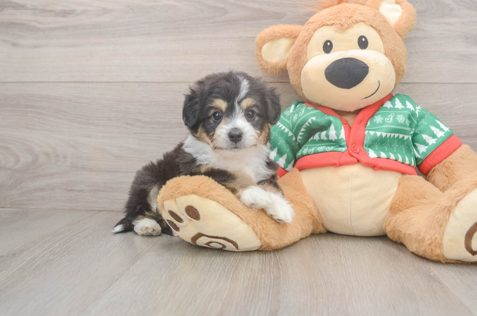 6 week old Aussiechon Puppy For Sale - Pilesgrove Pups