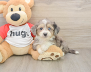 7 week old Aussiechon Puppy For Sale - Pilesgrove Pups