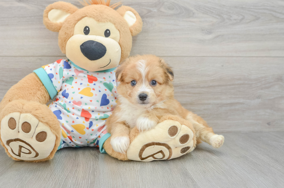 6 week old Aussiechon Puppy For Sale - Pilesgrove Pups