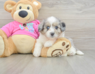 7 week old Aussiechon Puppy For Sale - Pilesgrove Pups
