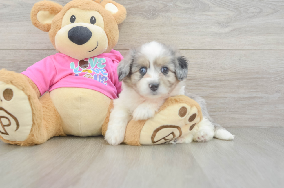 6 week old Aussiechon Puppy For Sale - Pilesgrove Pups