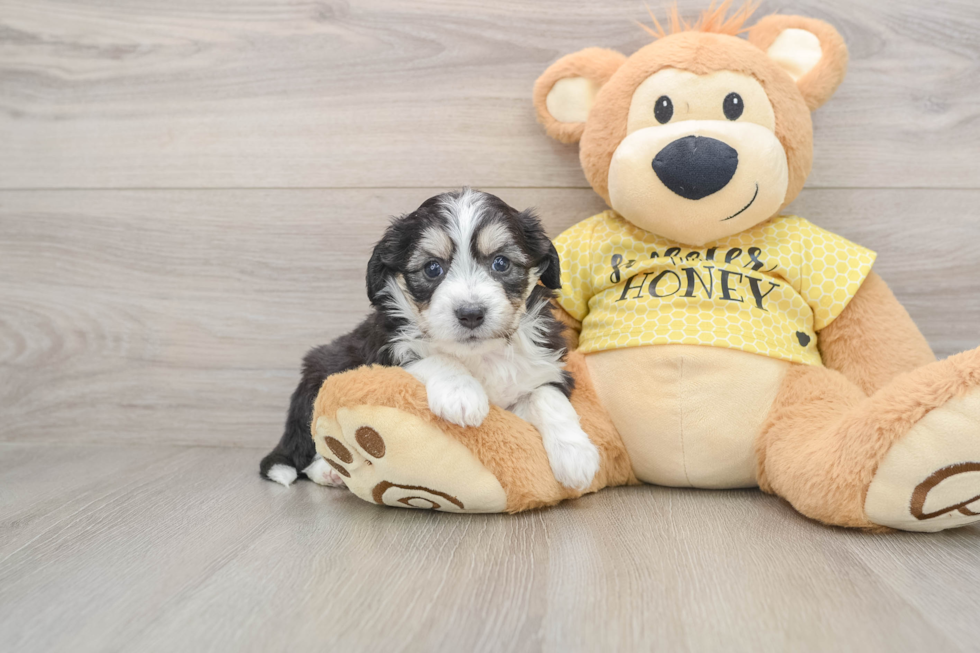 Sweet Aussiechon Baby