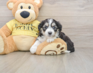 7 week old Aussiechon Puppy For Sale - Pilesgrove Pups