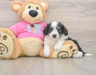 7 week old Aussiechon Puppy For Sale - Pilesgrove Pups