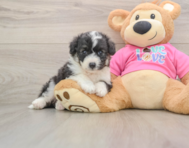 5 week old Aussiechon Puppy For Sale - Pilesgrove Pups