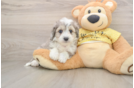Smart Aussiechon Designer Pup