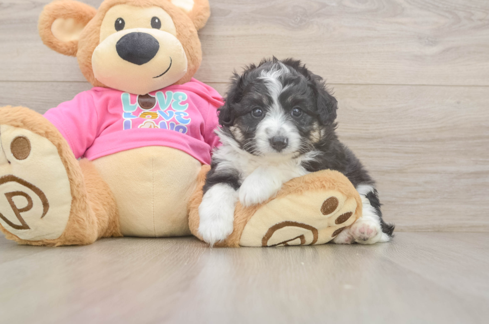 5 week old Aussiechon Puppy For Sale - Pilesgrove Pups